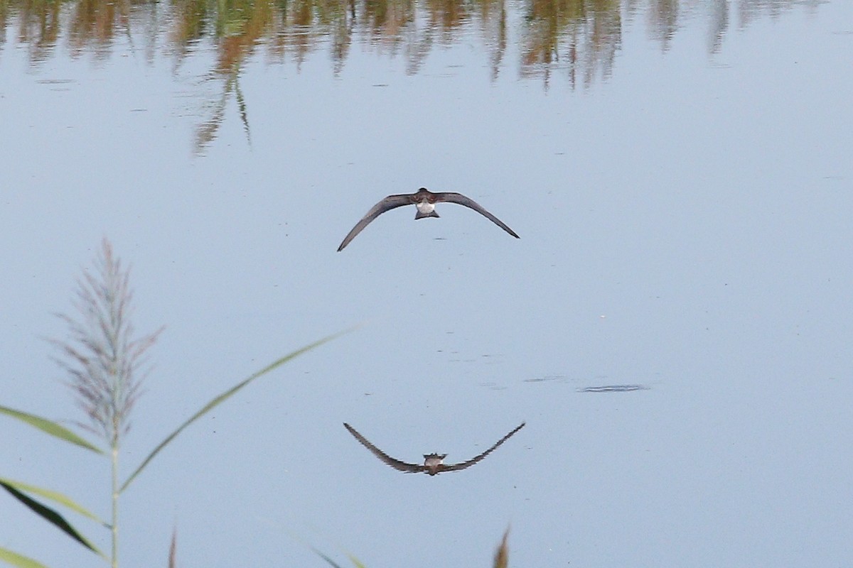 מירומית שחורה (אירואסייתית) - ML645835156