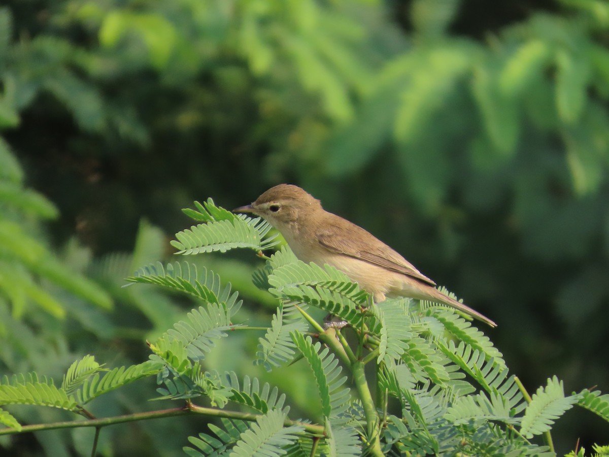 rákosník hlučnohlasý - ML645835157