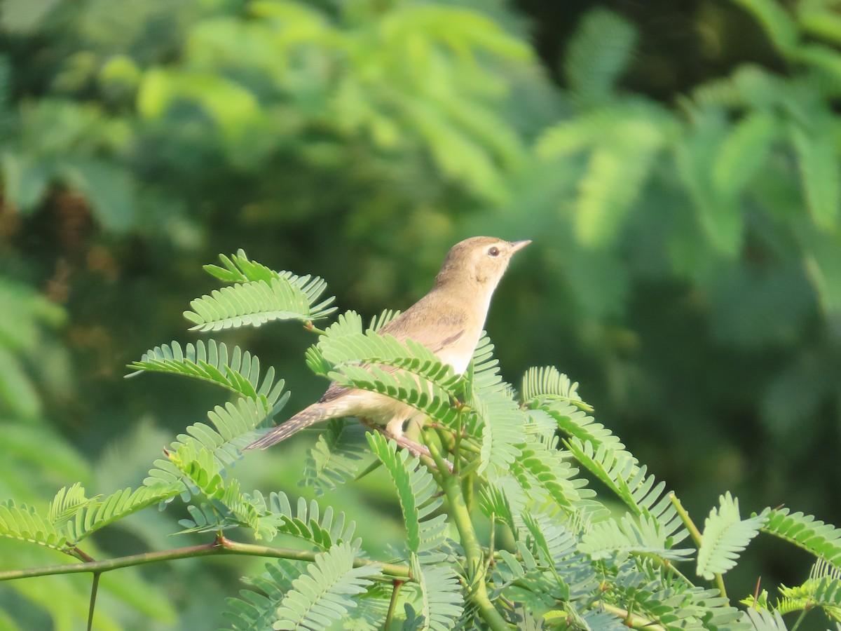 rákosník hlučnohlasý - ML645835158