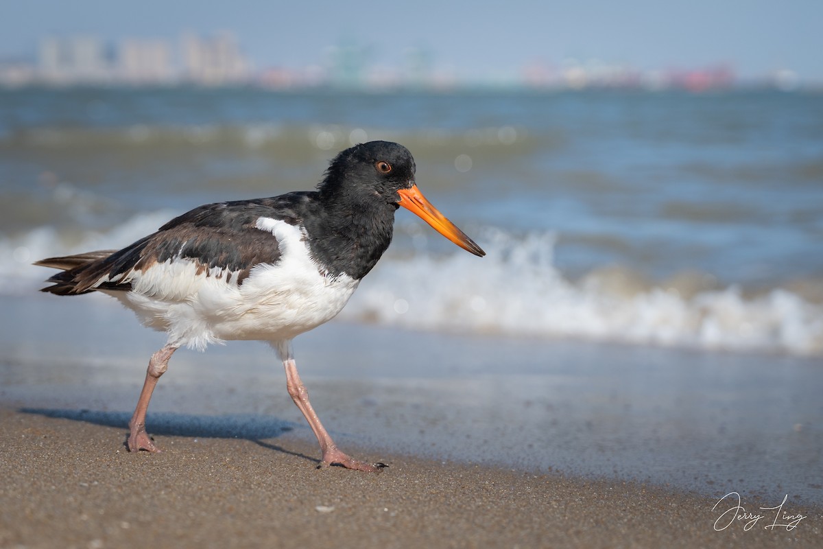 ミヤコドリ - ML645835165