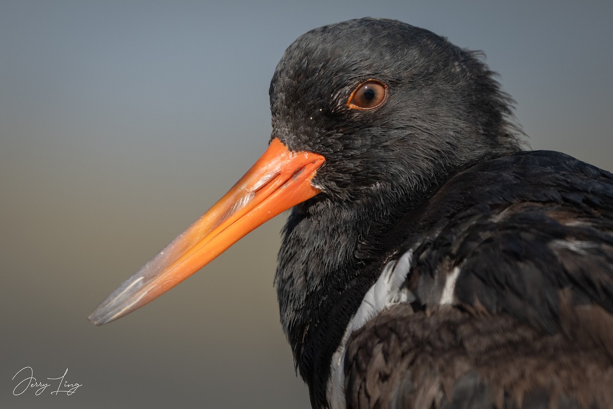 ミヤコドリ - ML645835166