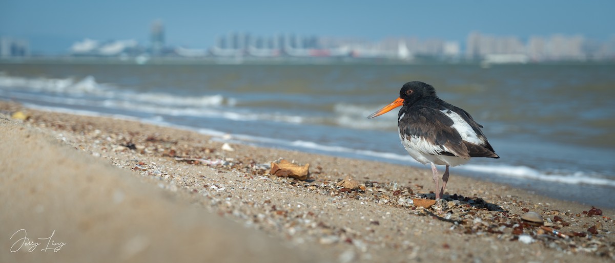 ミヤコドリ - ML645835167