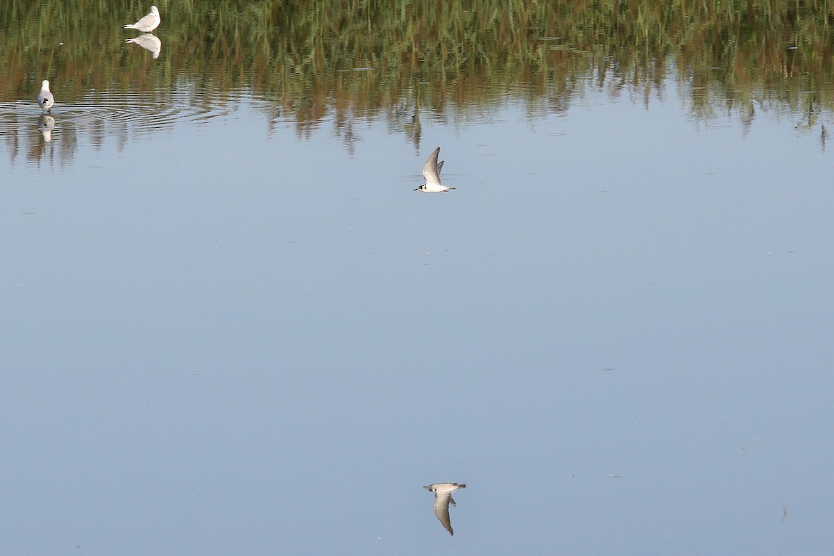 מירומית שחורה (אירואסייתית) - ML645835169