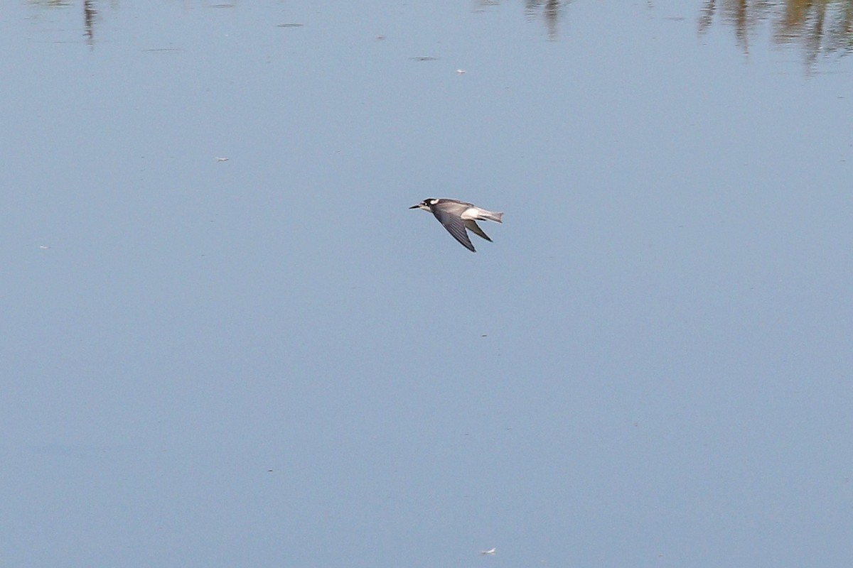 מירומית שחורה (אירואסייתית) - ML645835174