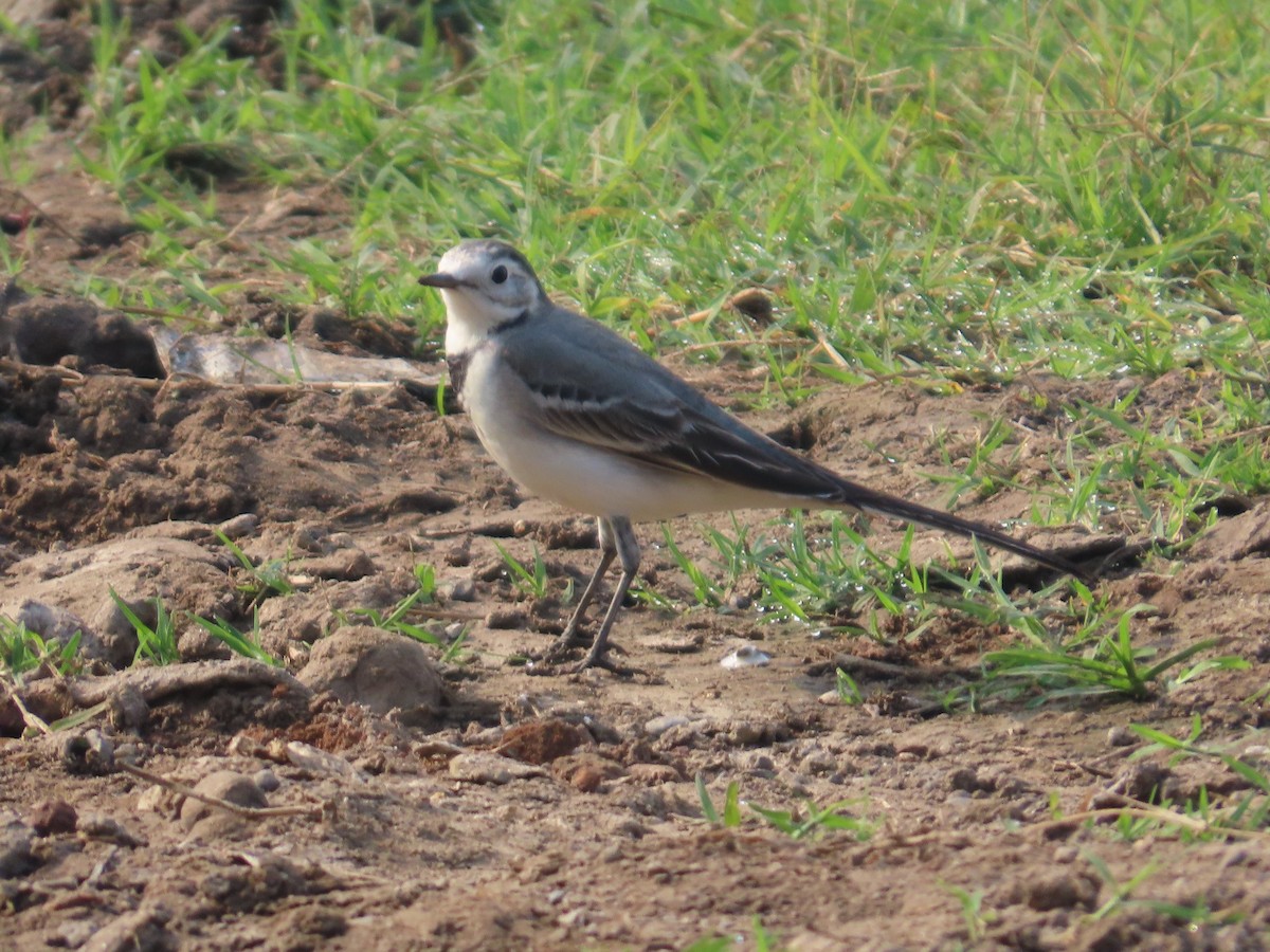 ハクセキレイ - ML645835176