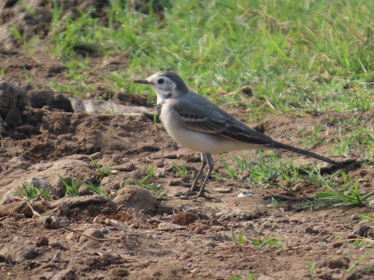 ハクセキレイ - ML645835177