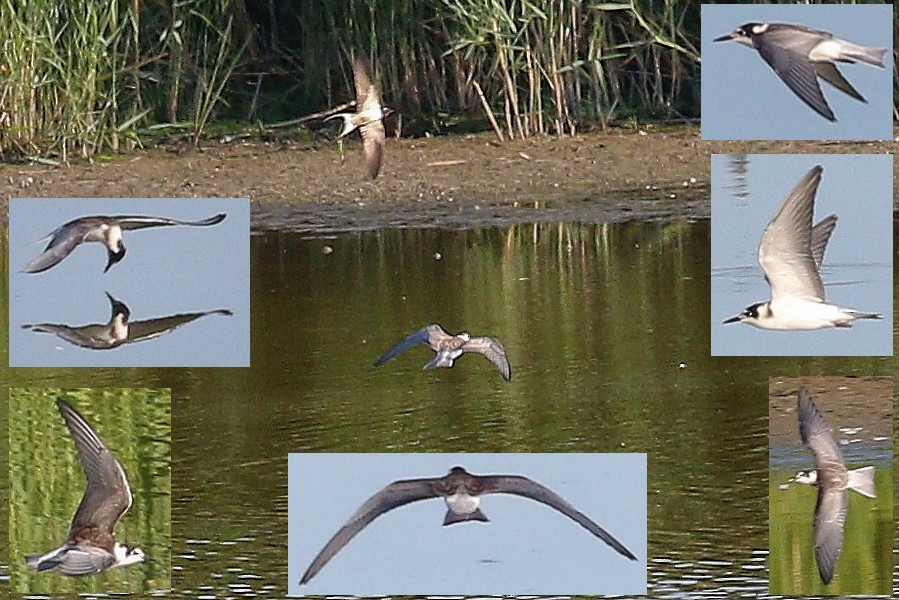 ハシグロクロハラアジサシ（亜種 ハシグロクロハラアジサシ） - ML645835178