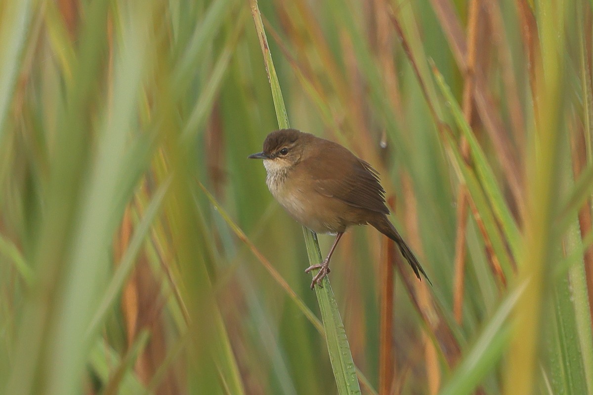 Highland Rush Warbler - ML645835179