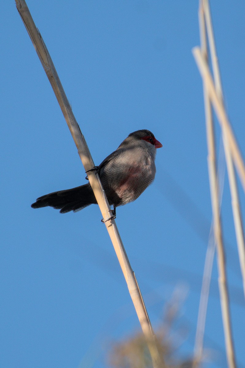 オナガカエデチョウ - ML645835180