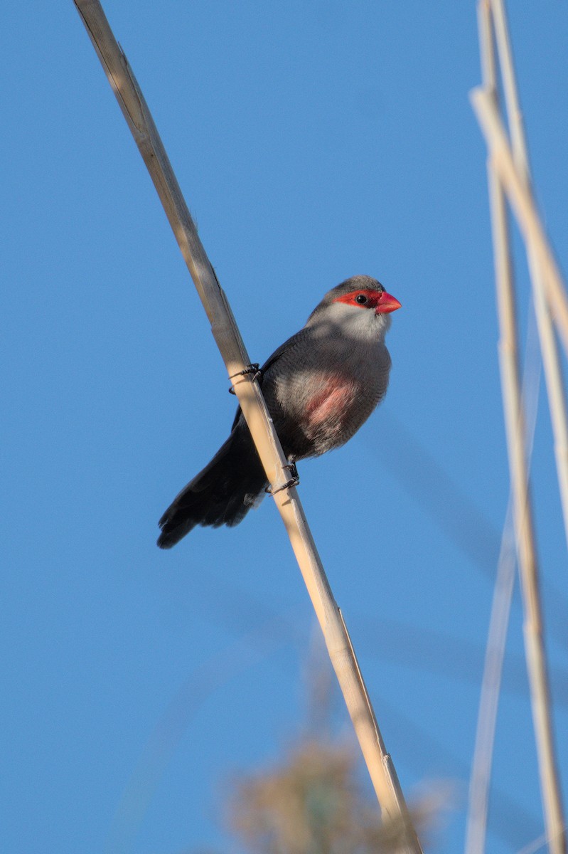 オナガカエデチョウ - ML645835181