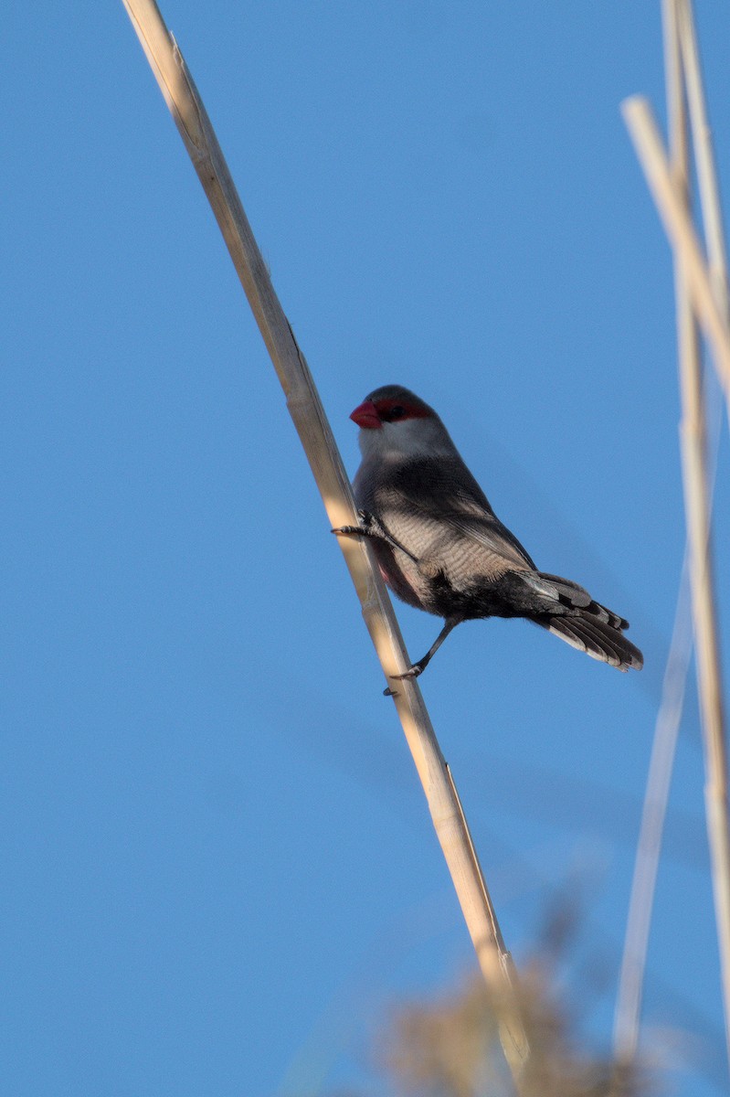 オナガカエデチョウ - ML645835182
