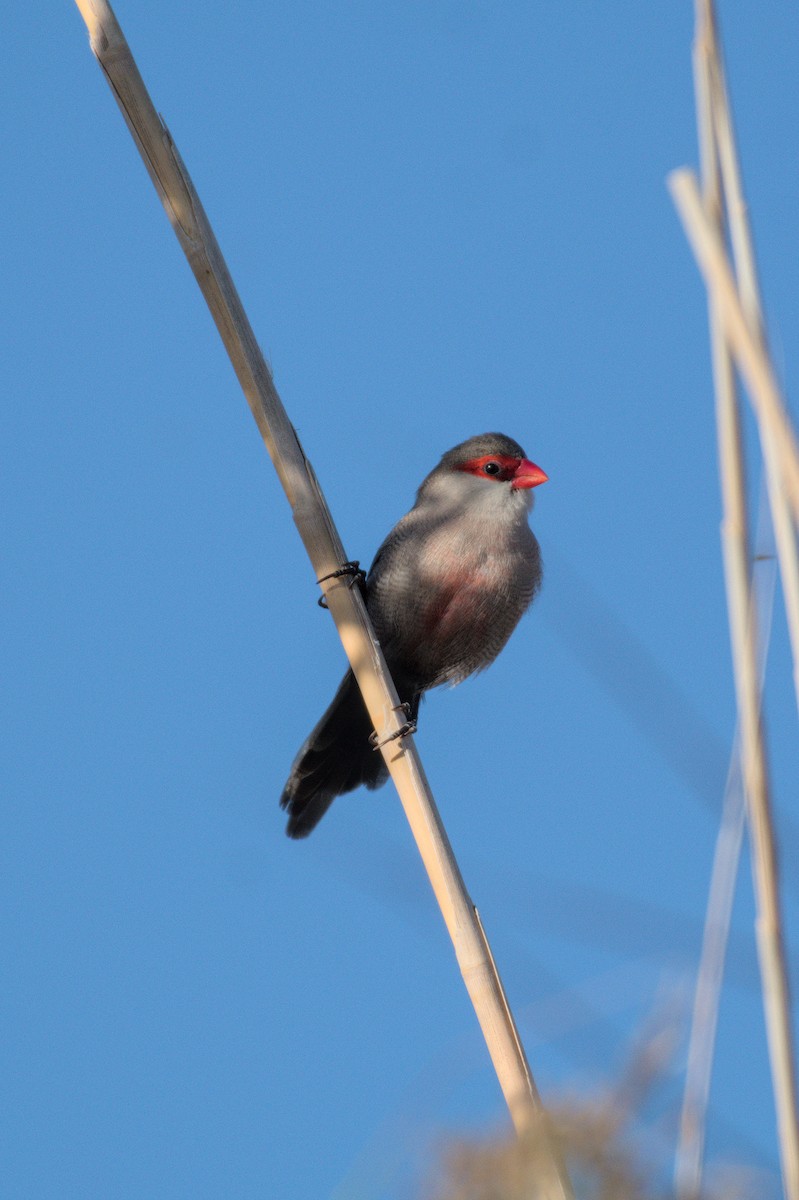 オナガカエデチョウ - ML645835183