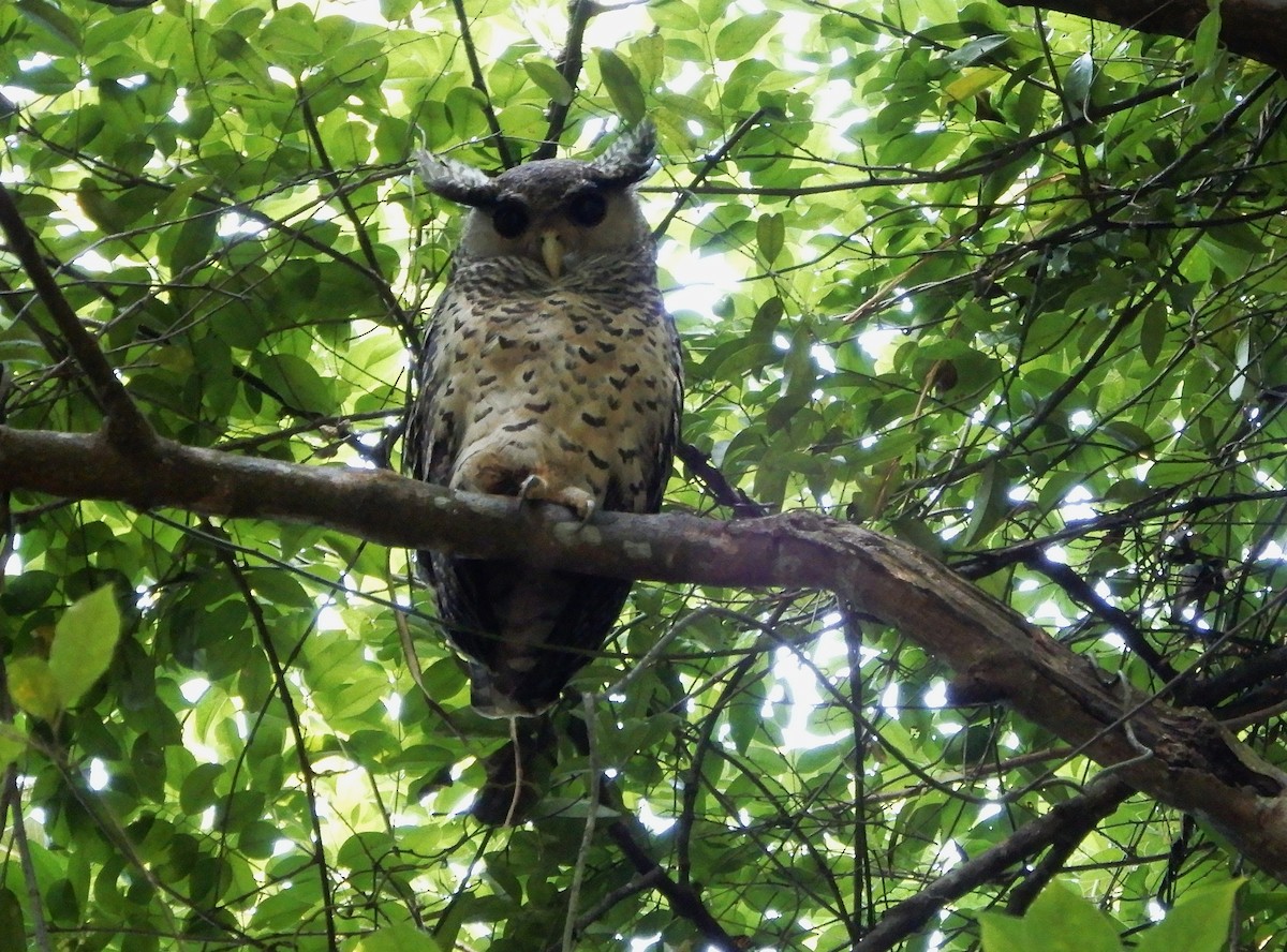 ネパールワシミミズク - ML645835184