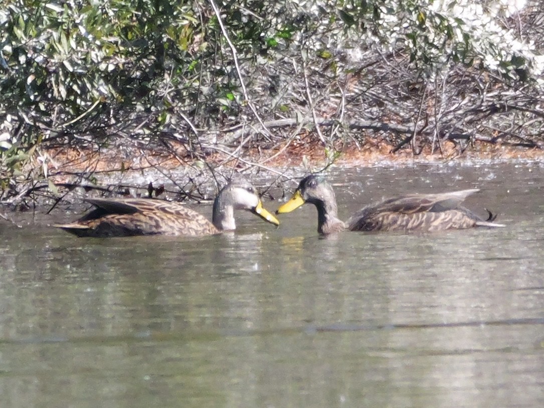 雑種 マガモ ｘ マダラガモ - ML645835185