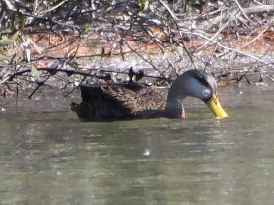 雑種 マガモ ｘ マダラガモ - ML645835186