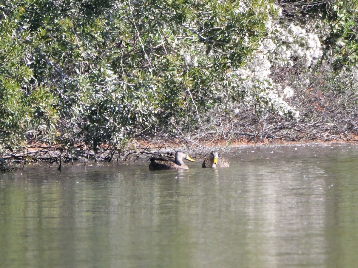 雑種 マガモ ｘ マダラガモ - ML645835187