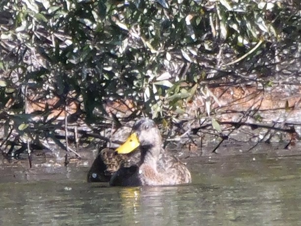 雑種 マガモ ｘ マダラガモ - ML645835188