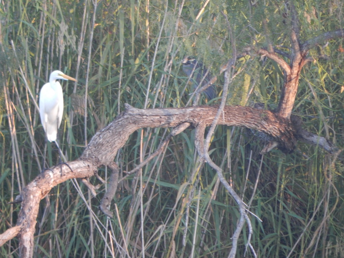 ダイサギ - ML645835189