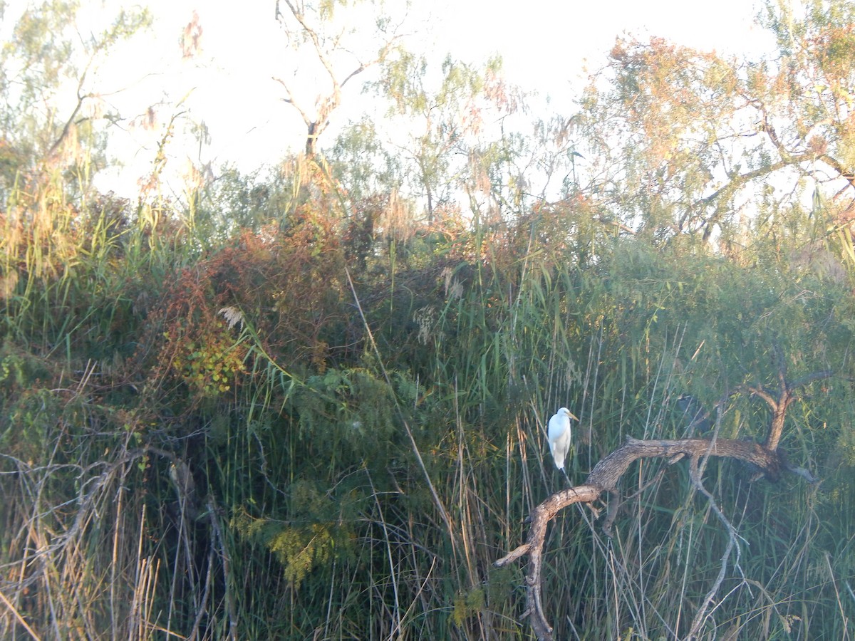 ダイサギ - ML645835190