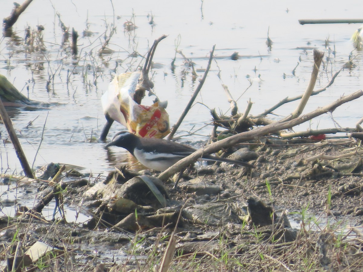 オオハクセキレイ - ML645835191