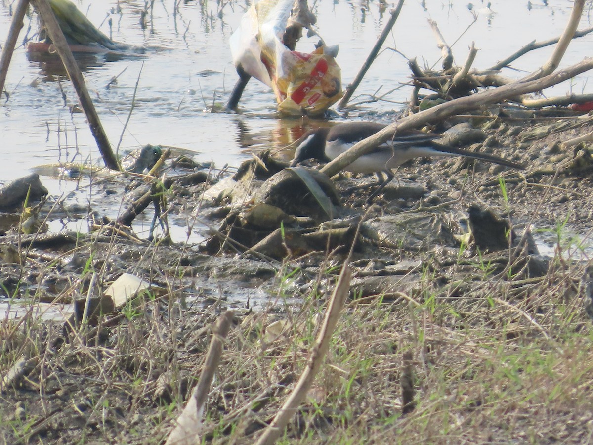 オオハクセキレイ - ML645835192