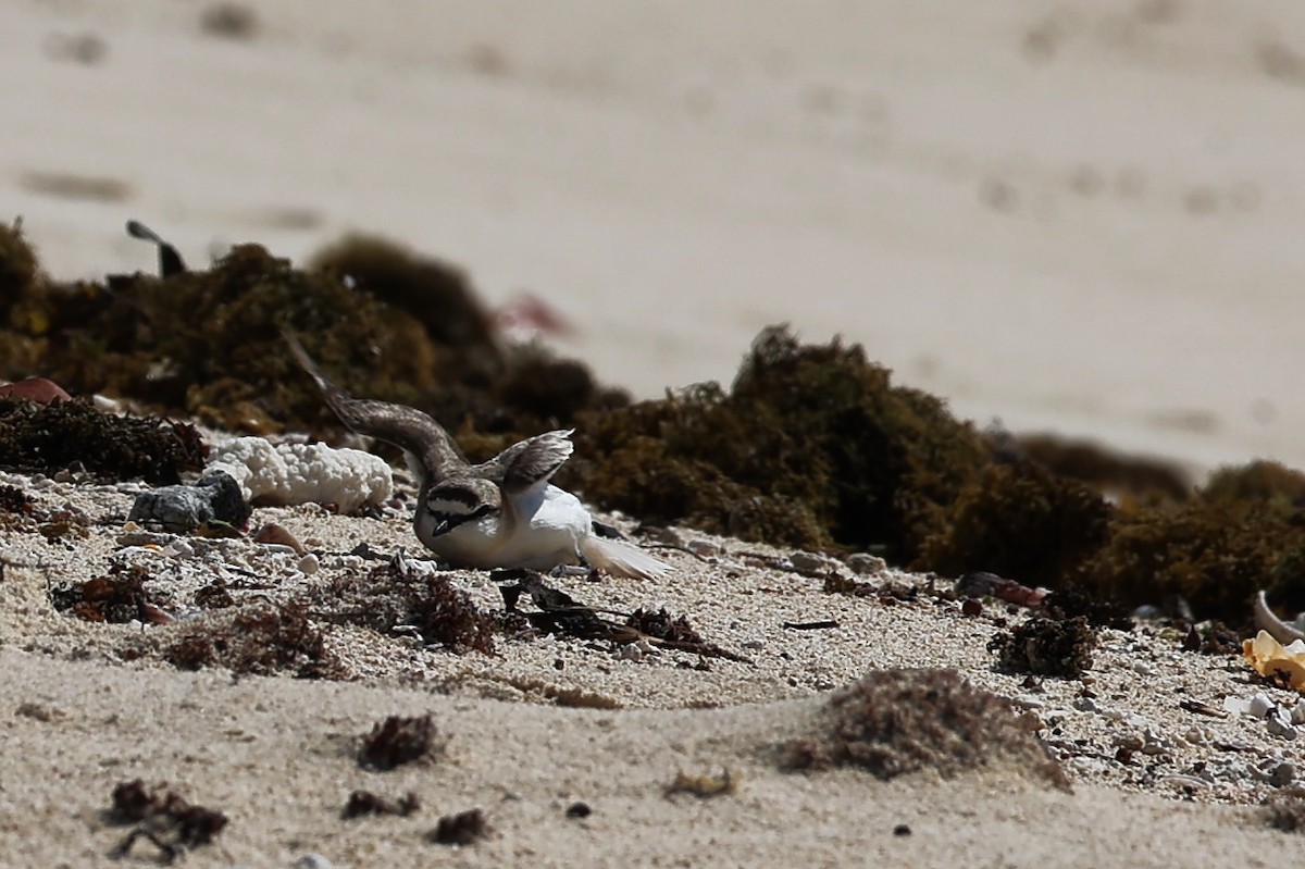 シロビタイチドリ - ML645835194