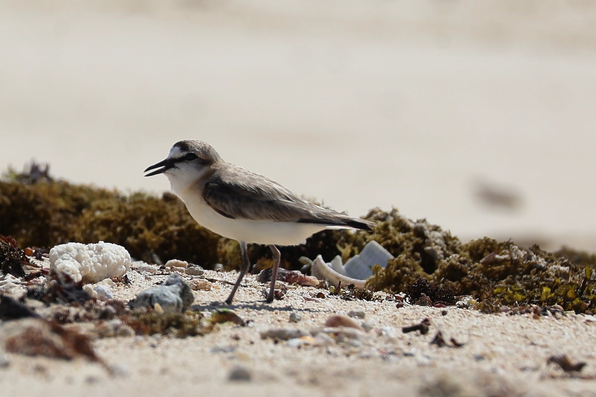 シロビタイチドリ - ML645835195