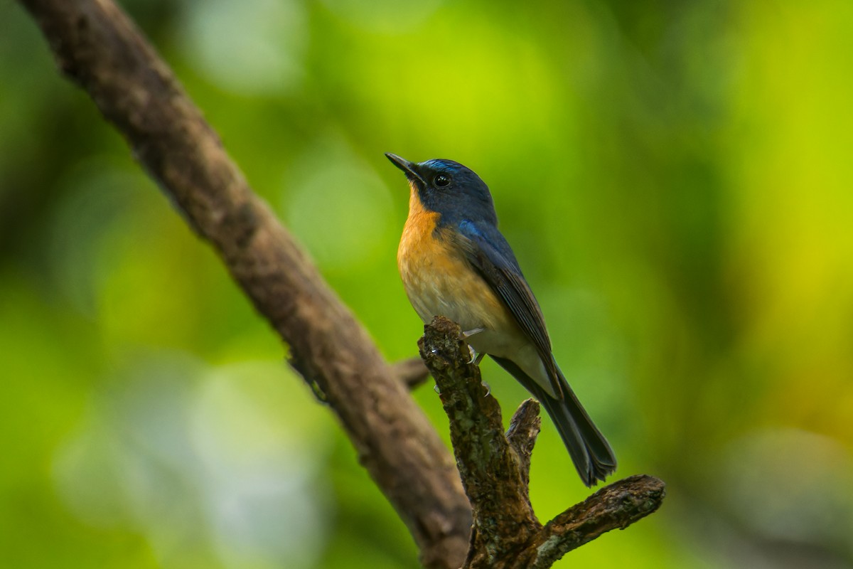 ミヤマヒメアオヒタキ - ML645835199