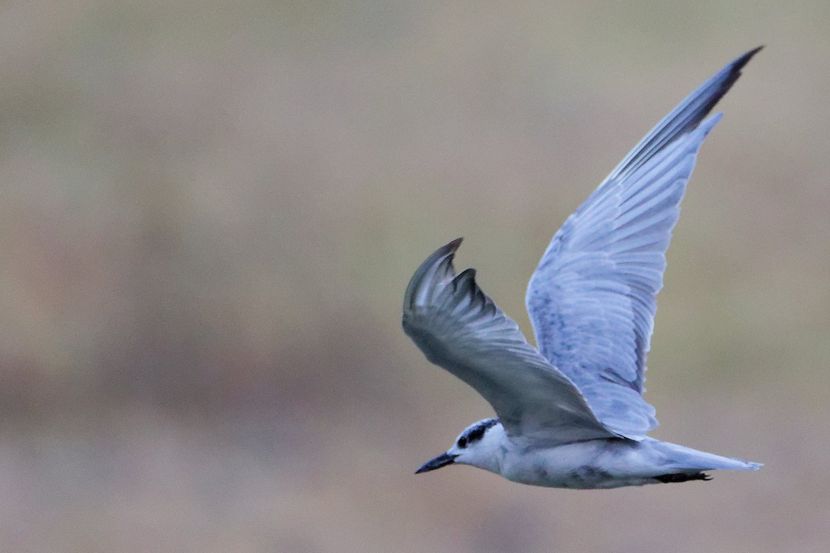 クロハラアジサシ - ML645835200