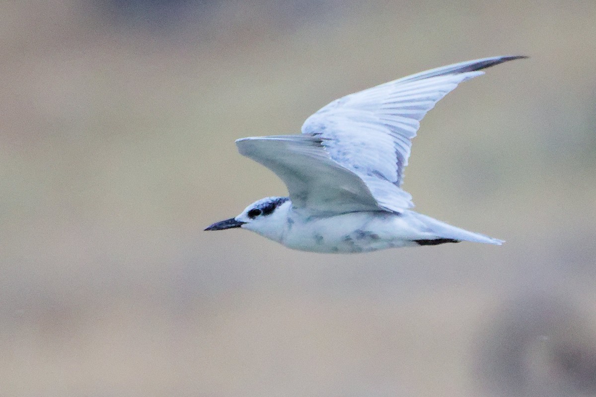 クロハラアジサシ - ML645835201