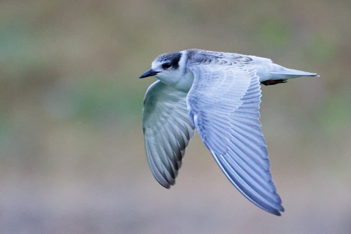 クロハラアジサシ - ML645835202