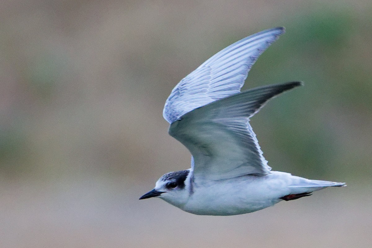 クロハラアジサシ - ML645835203