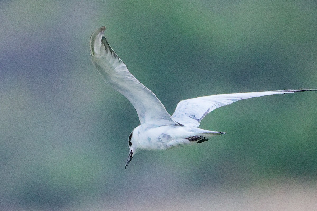 クロハラアジサシ - ML645835204