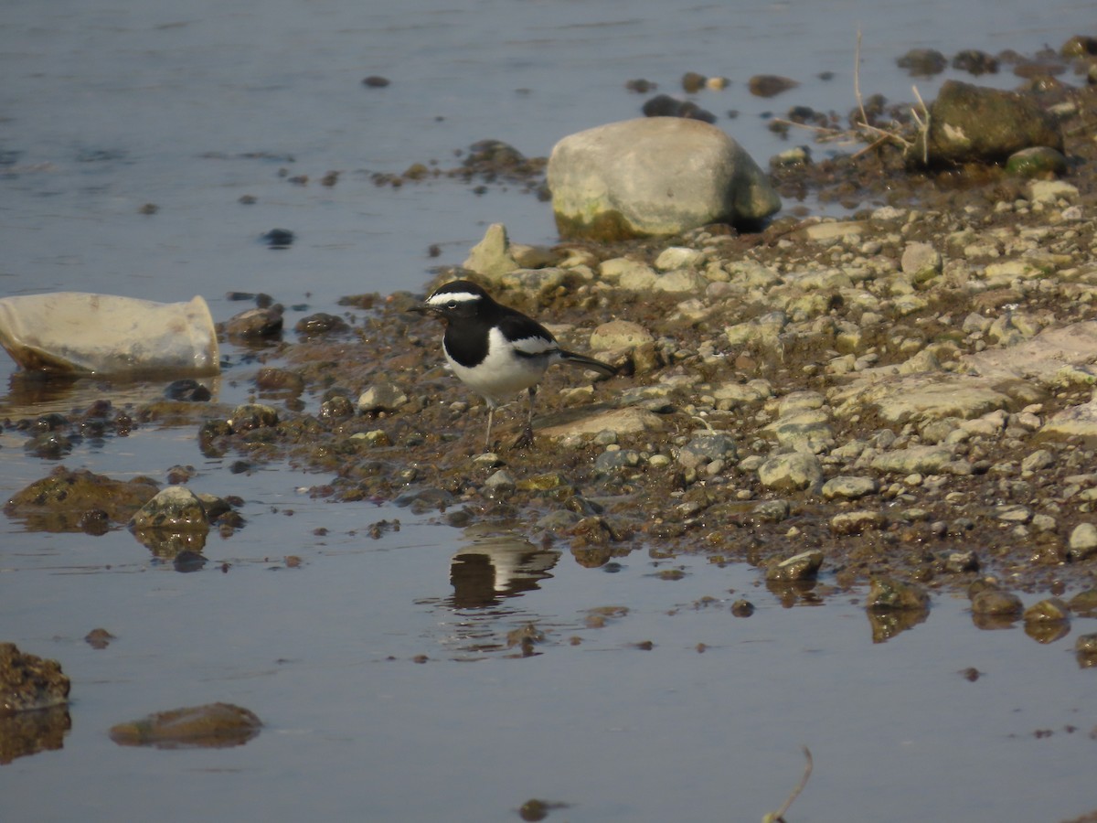 オオハクセキレイ - ML645835205