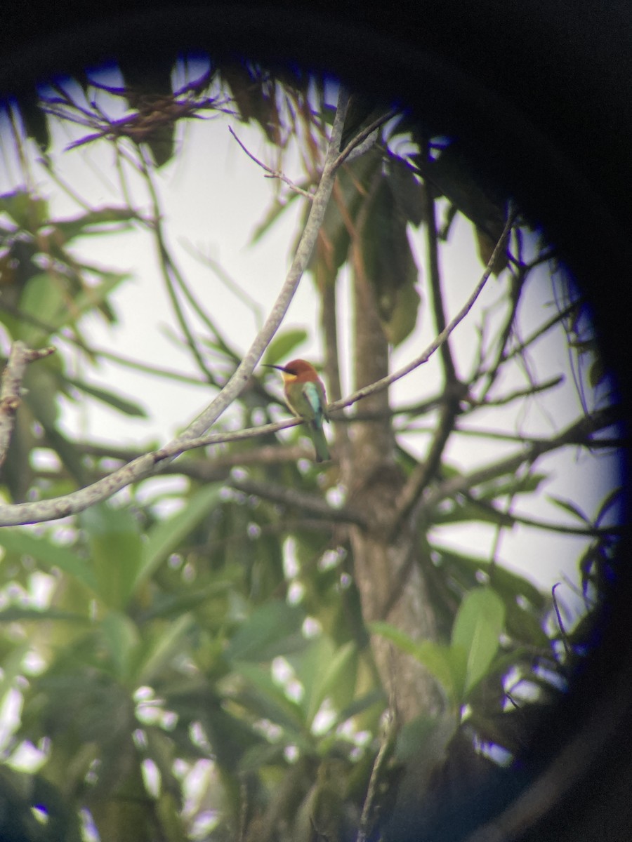 チャガシラハチクイ - ML645835206