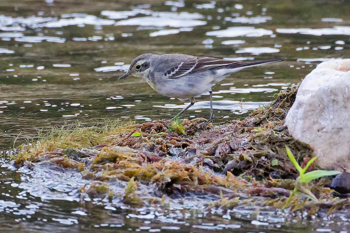 キガシラセキレイ - ML645835209