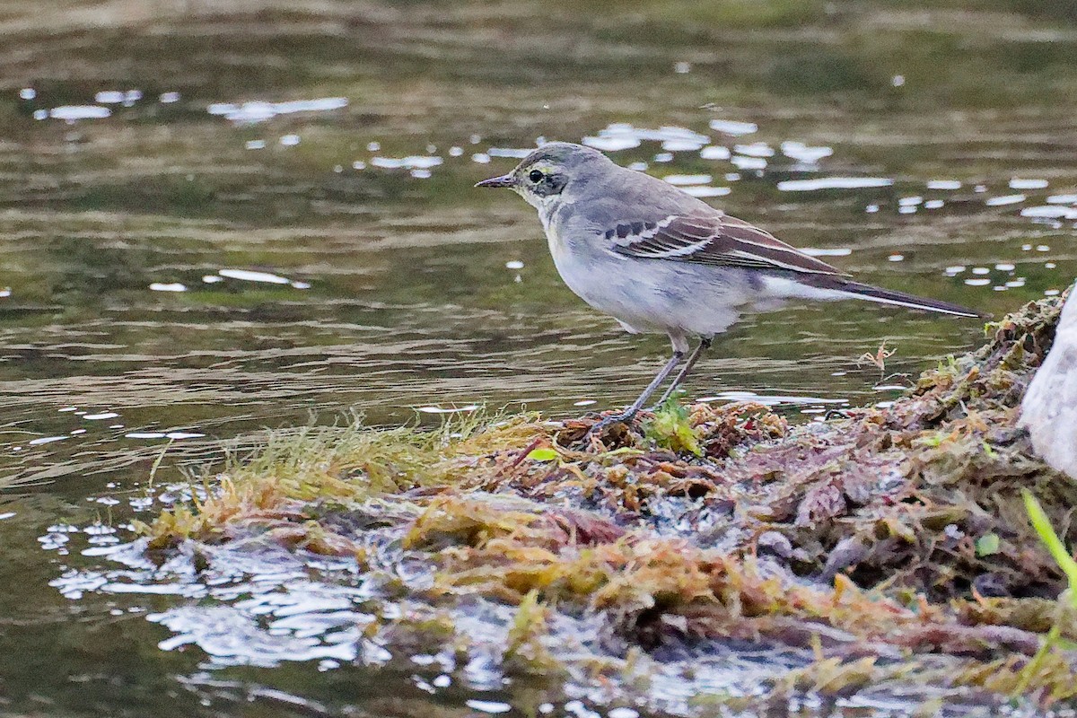 黃頭鶺鴒 - ML645835214