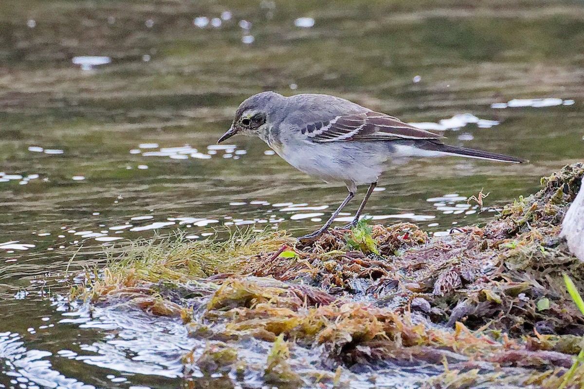 黃頭鶺鴒 - ML645835215