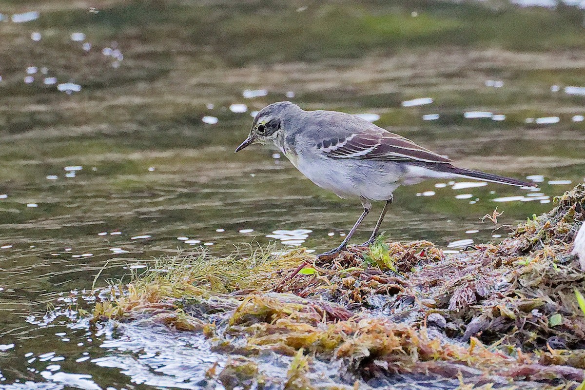 黃頭鶺鴒 - ML645835220