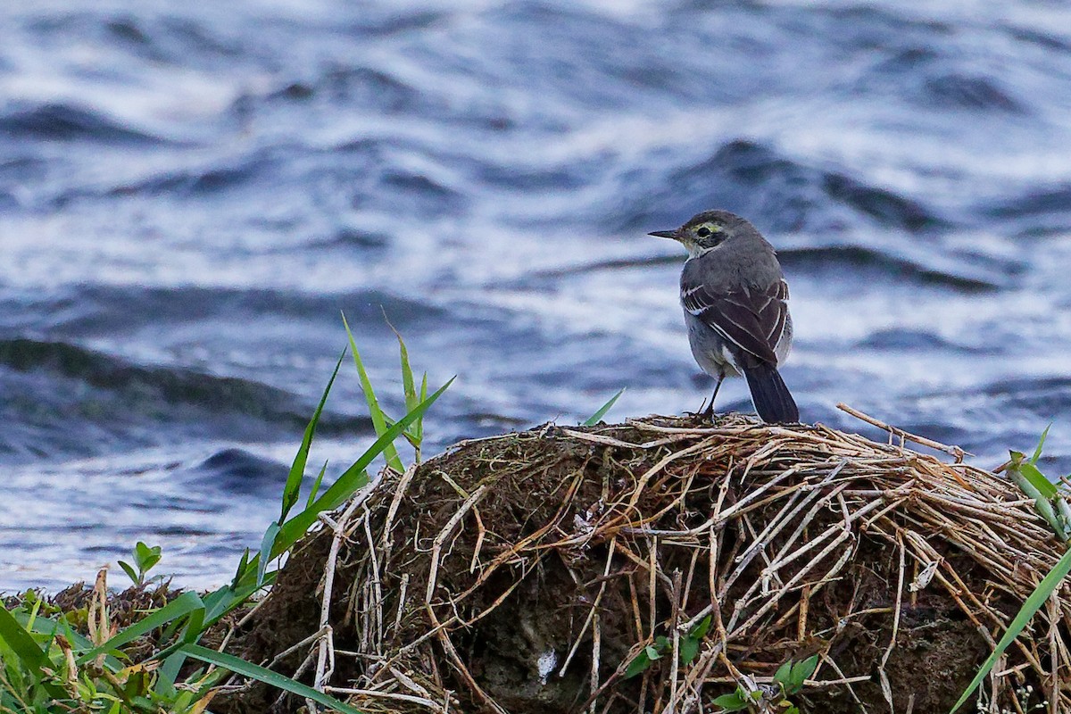 黃頭鶺鴒 - ML645835221