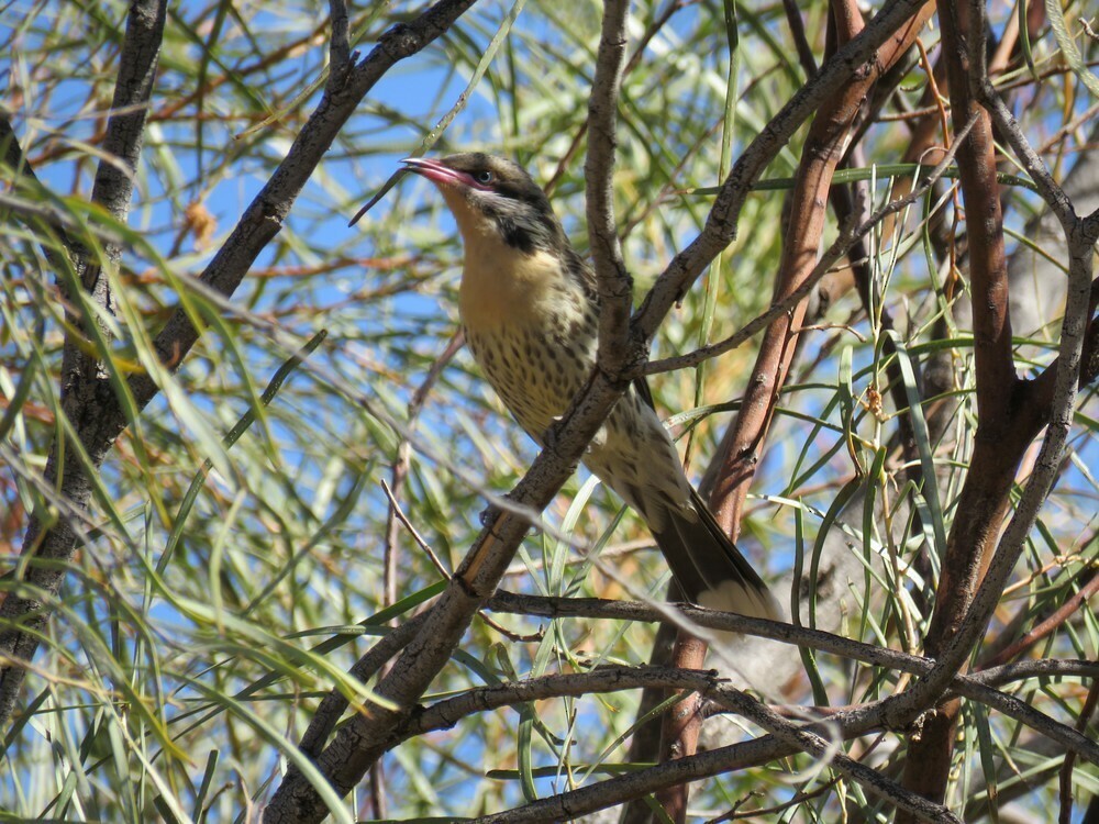 Diken Yanaklı Balkuşu - ML645835222