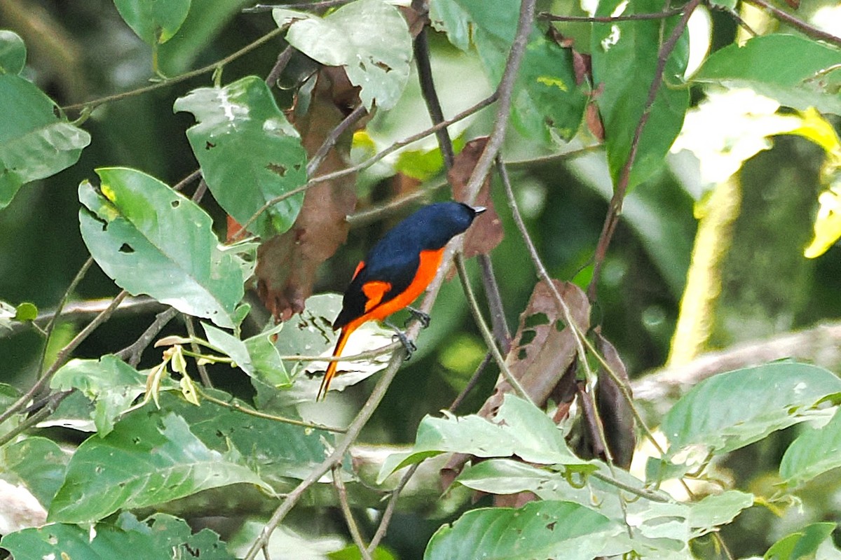 Fiery Minivet - ML645835248
