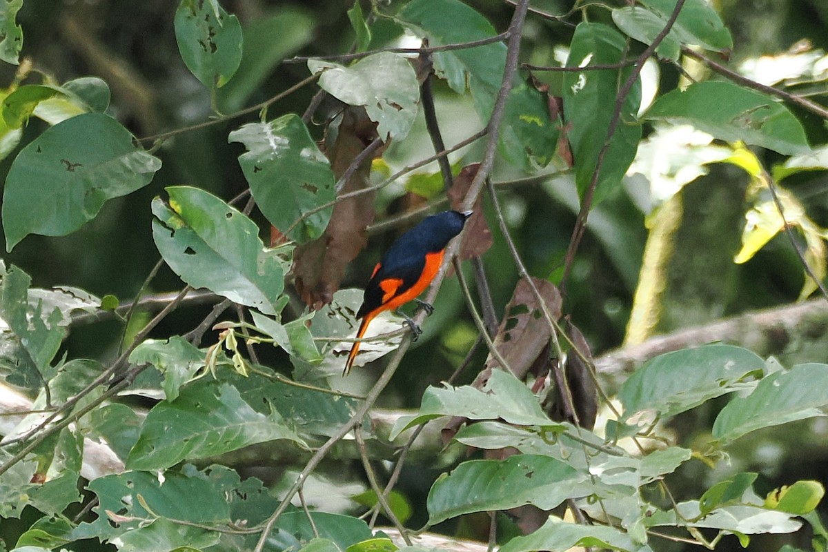Fiery Minivet - ML645835249