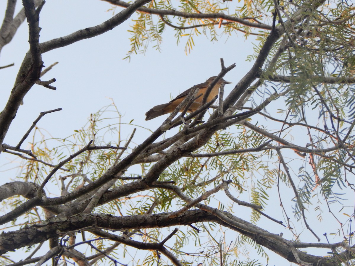 Clay-colored Thrush - ML645835260
