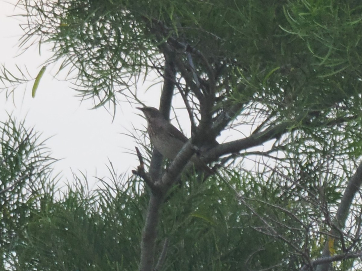 drozd rudohrdlý - ML645835261