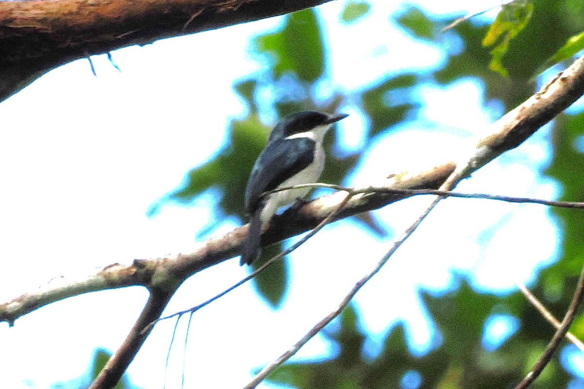 Black-winged Flycatcher-shrike - ML645835263