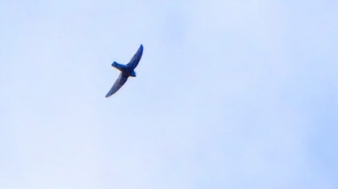 rorýs domácí - ML645835315