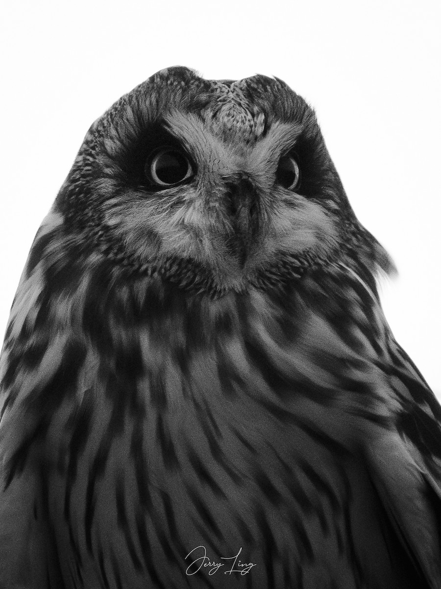 コミミズク - ML645835328