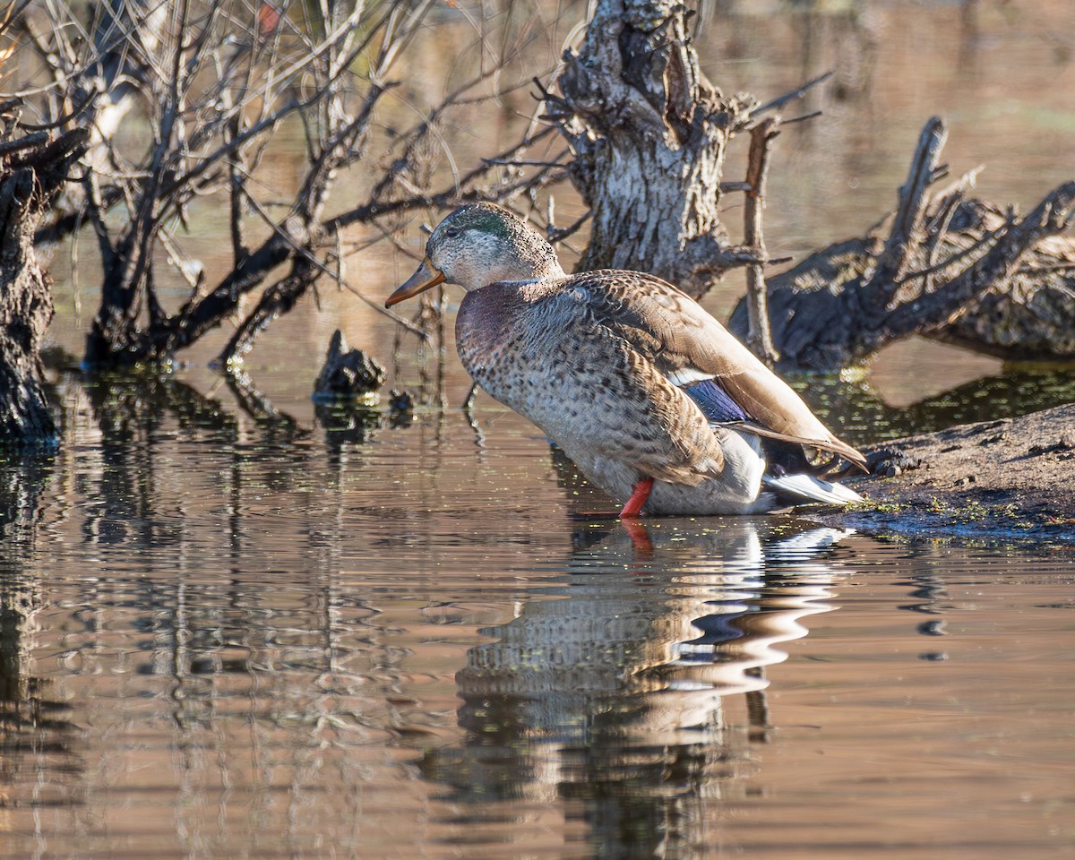 Mallard - ML645835336