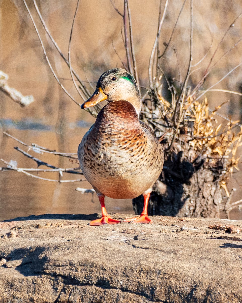 綠頭鴨 - ML645835337